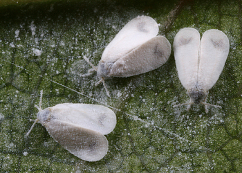 Gewächshaus-Weiße Fliege (Trialeurodes vaporariorum) - © Gernot Kunz
